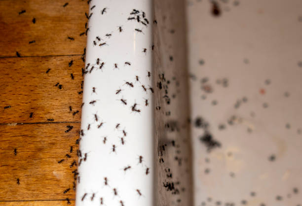 Best Flea Control Services  in Hartsville, TN