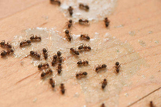Best Mosquito Control Services  in Hartsville, TN